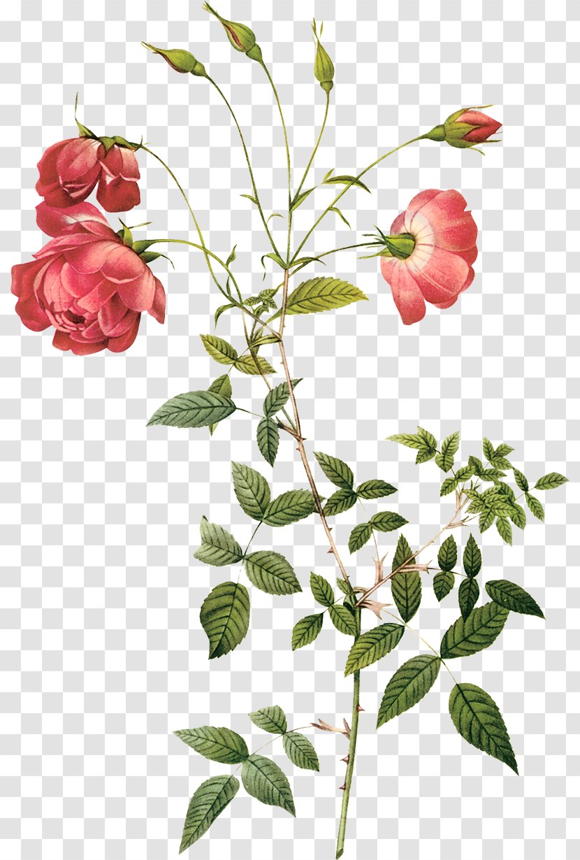 Cabbage Rose Pierre-Joseph Redouté (1759-1840) Hybrid Tea Botany Botanical Illustration - Order - Painting Transparent PNG