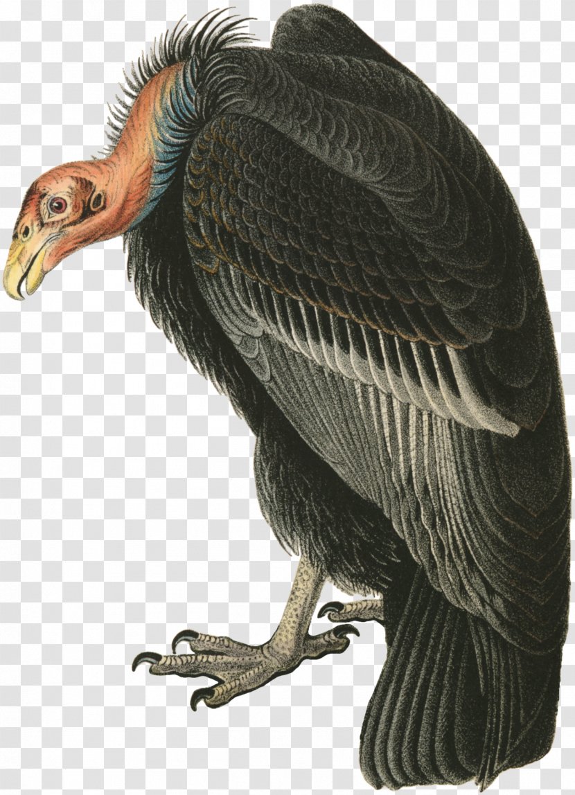 Turkey Vulture The Birds Of America Beaky Buzzard - California Condor - Bird Transparent PNG