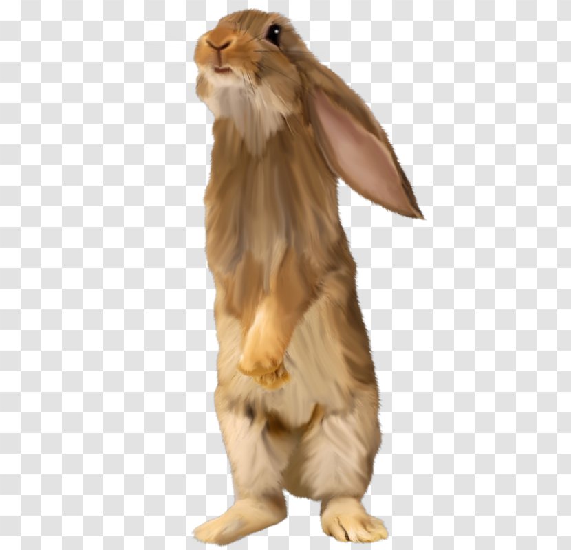 Domestic Rabbit Hare Fur Snout Transparent PNG