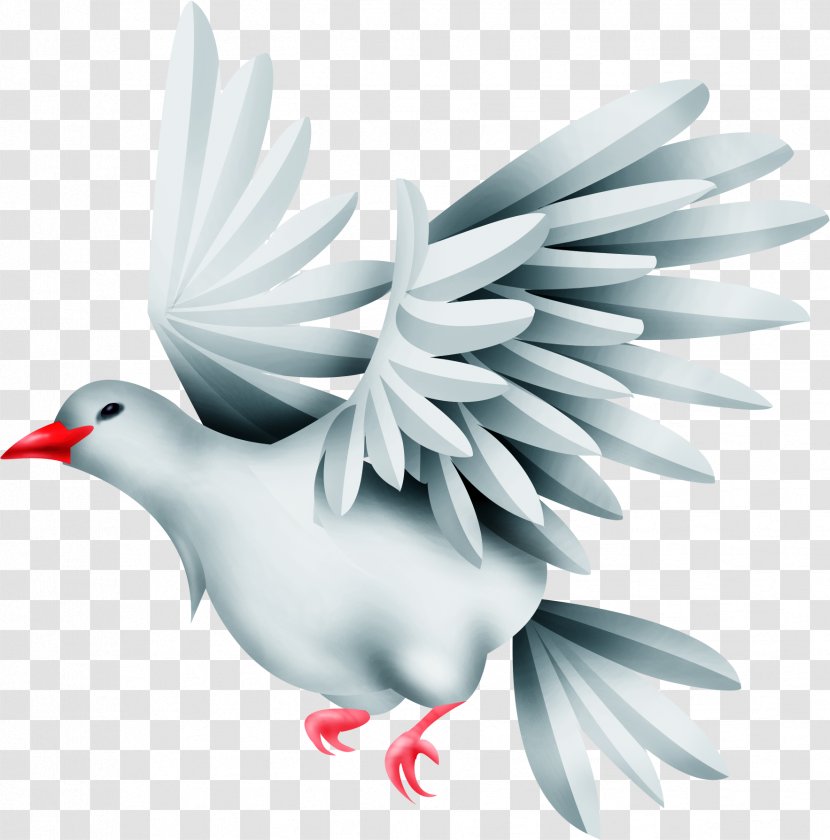 Bird Columbidae Typical Pigeons Clip Art Transparent PNG