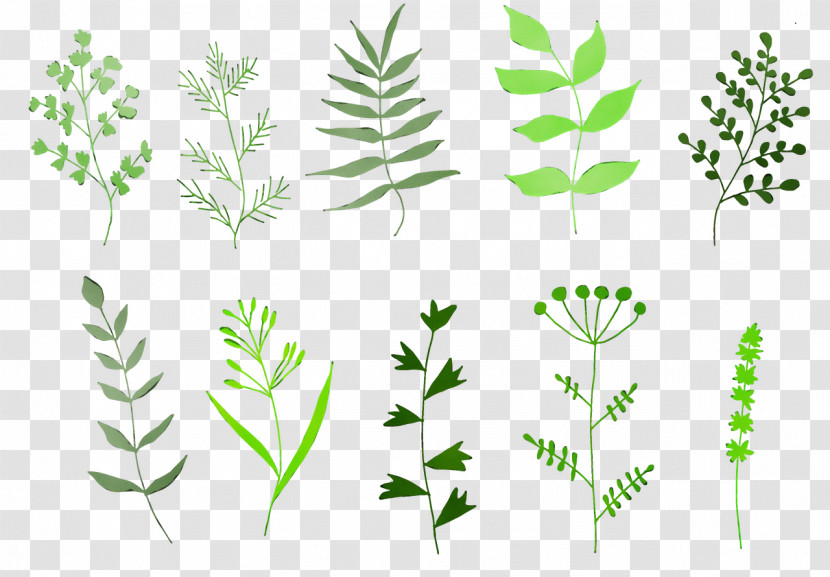 Leaf Plant Stem Herbal Medicine Grasses Herb Transparent PNG