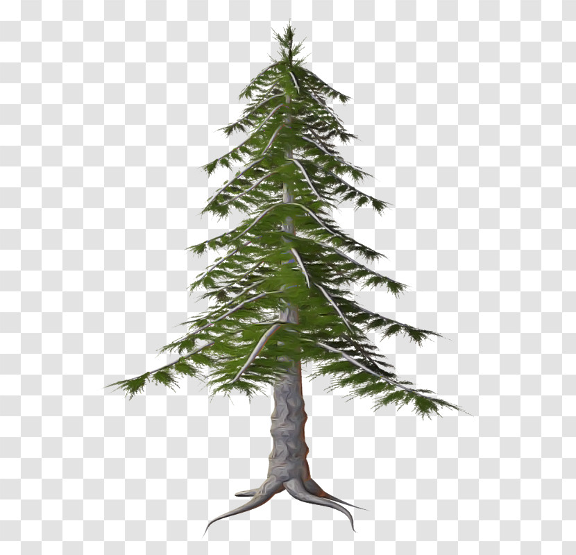 Tree Shortleaf Black Spruce Oregon Pine Plant White Pine Transparent PNG