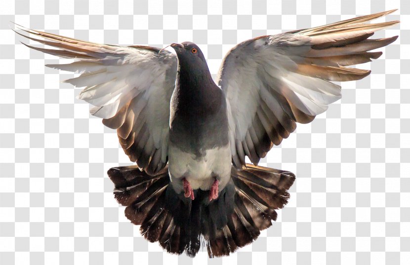 Columbidae Bird Flight Wallpaper - Rock Dove - Pigeon Transparent PNG