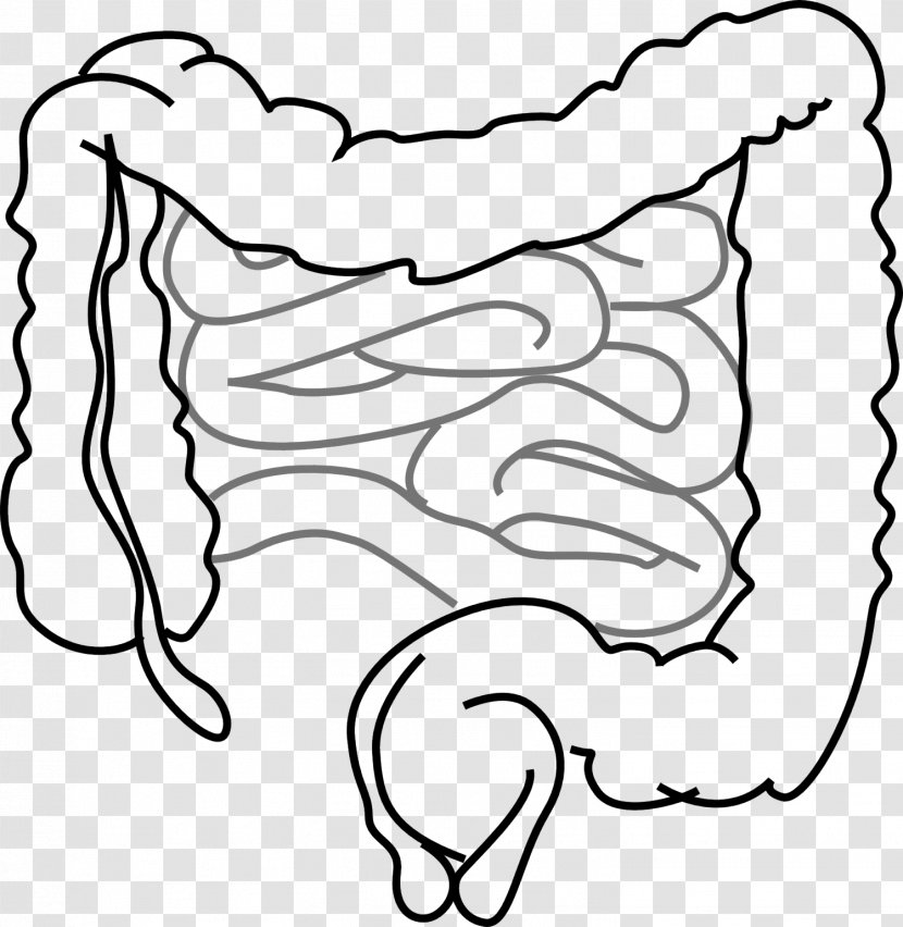 Small Intestine Gastrointestinal Tract Large Clip Art - Cartoon - Organs Transparent PNG