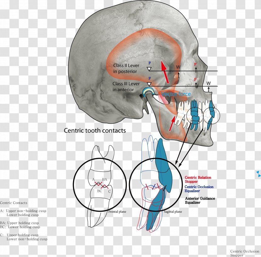 Occlusion Arch Jaw Human Tooth Ear - Heart Transparent PNG