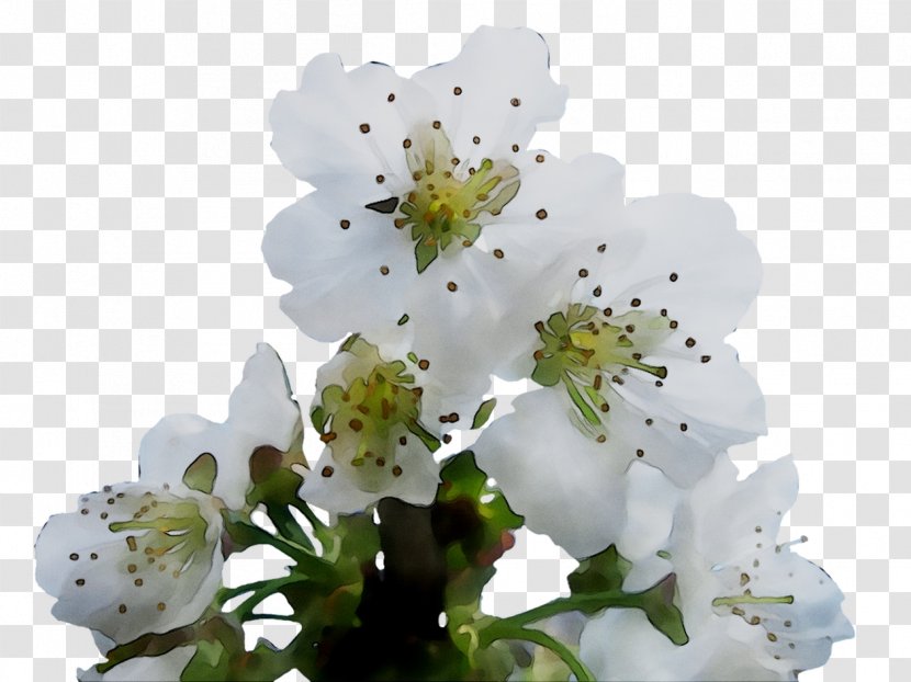 ST.AU.150 MIN.V.UNC.NR AD Cherry Blossom Cherries - Spring - Flower Transparent PNG