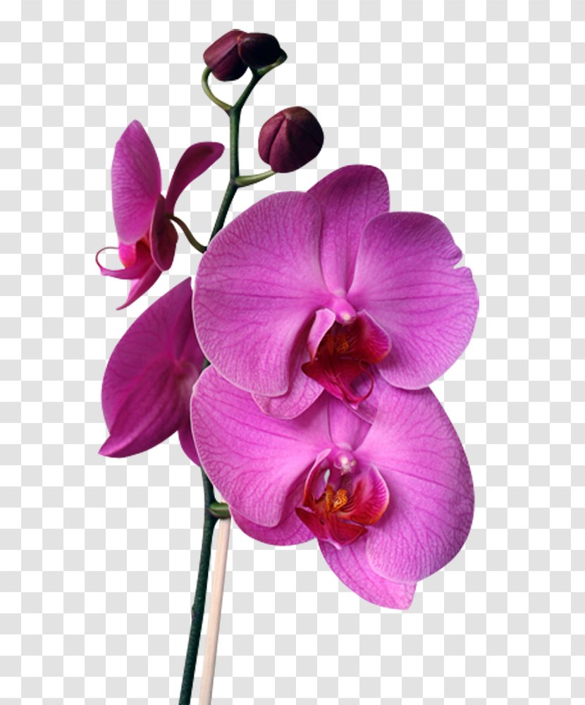 Orchids Flower Cattleya Walkeriana Intermedia Labiata - Lilac Transparent PNG
