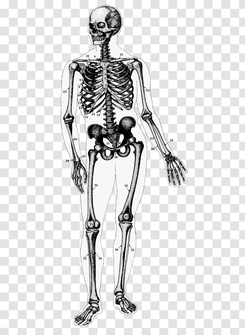 The Human Skeleton Body Anatomy - Frame Transparent PNG