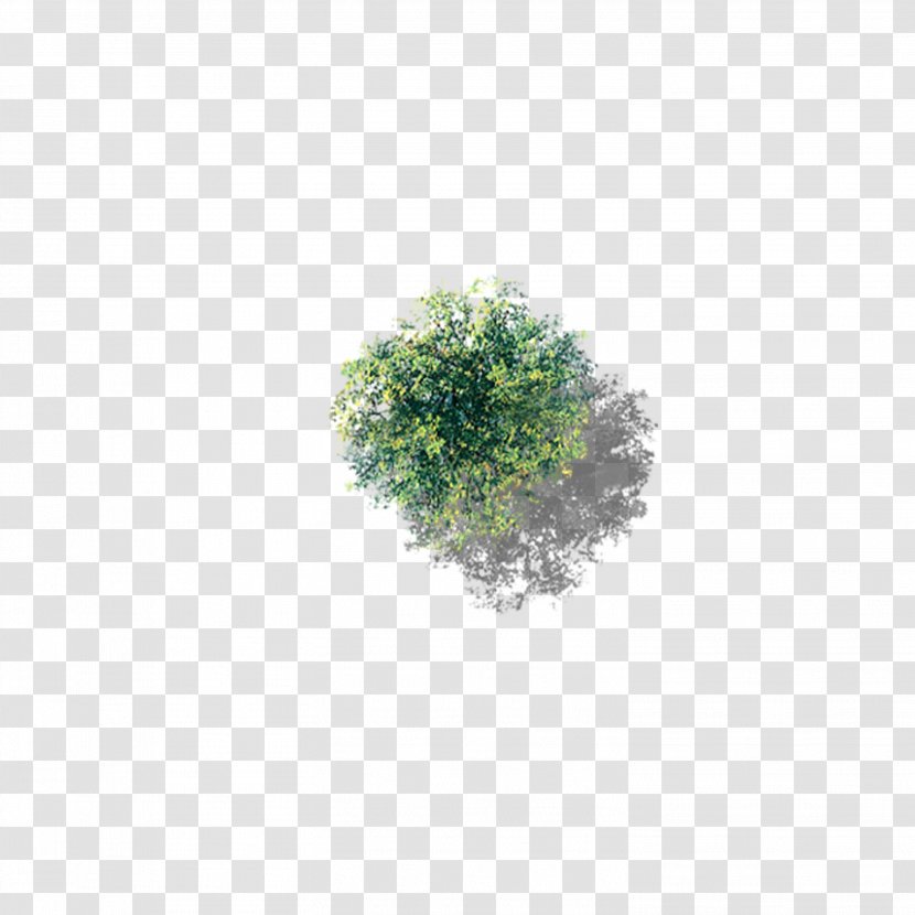 Tree Icon - Overlooking Poplar Transparent PNG