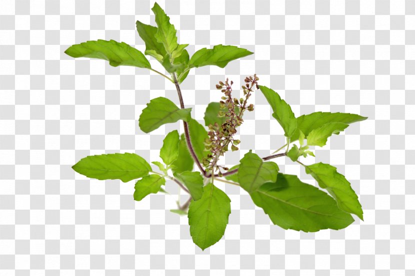 Holy Basil Health Herb Plant - Pianta Aromatica - Cardamom Transparent PNG