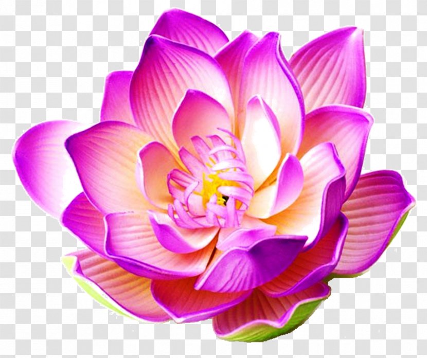 Nelumbo Nucifera Stock Photography Flower Water Lily - Plant - Lotus Bloom Transparent PNG