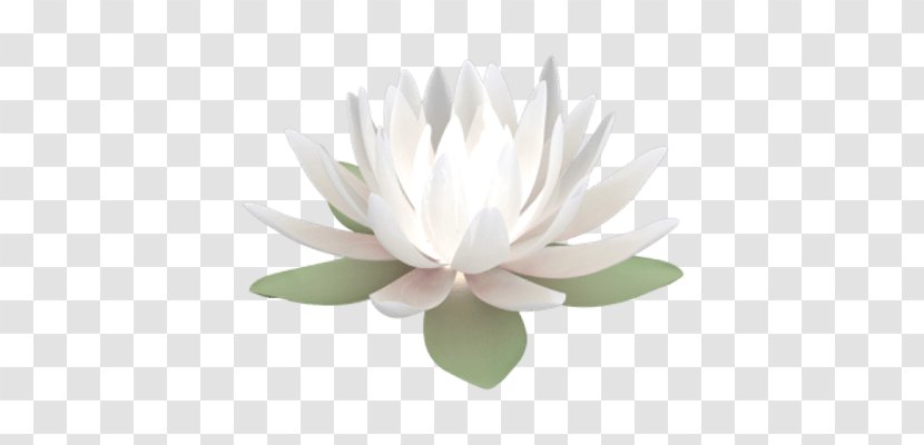 Water Lily Nelumbo Nucifera Clip Art - Green - Flowering Plant Transparent PNG