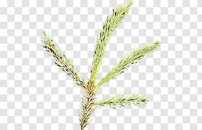 White Pine Plant Red Loblolly Shortstraw - Jack Tree Transparent PNG