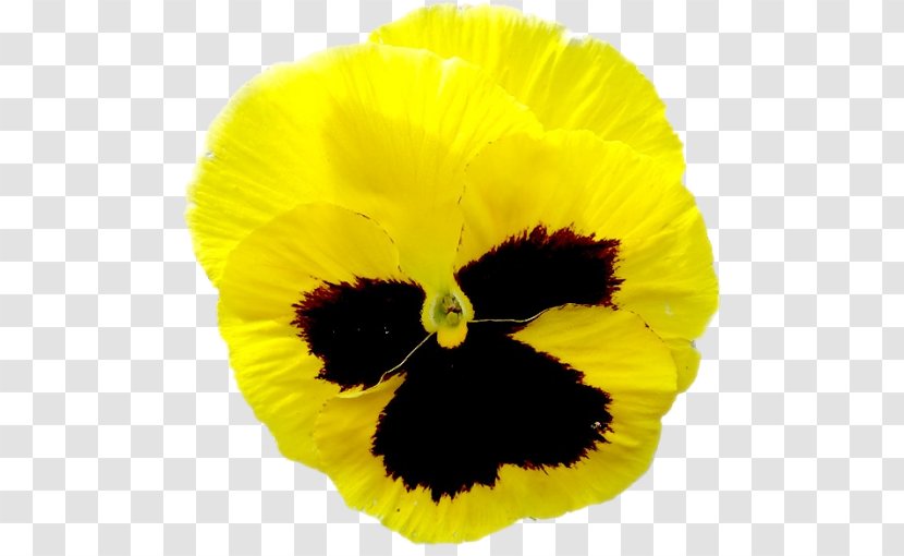 Pansy Close-up - Violet Family - Yellow Transparent PNG