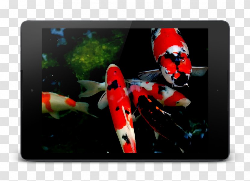 Koi Android Download Transparent PNG