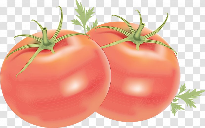 Watercolor Natural - Tomato - Solanales Cherry Tomatoes Transparent PNG