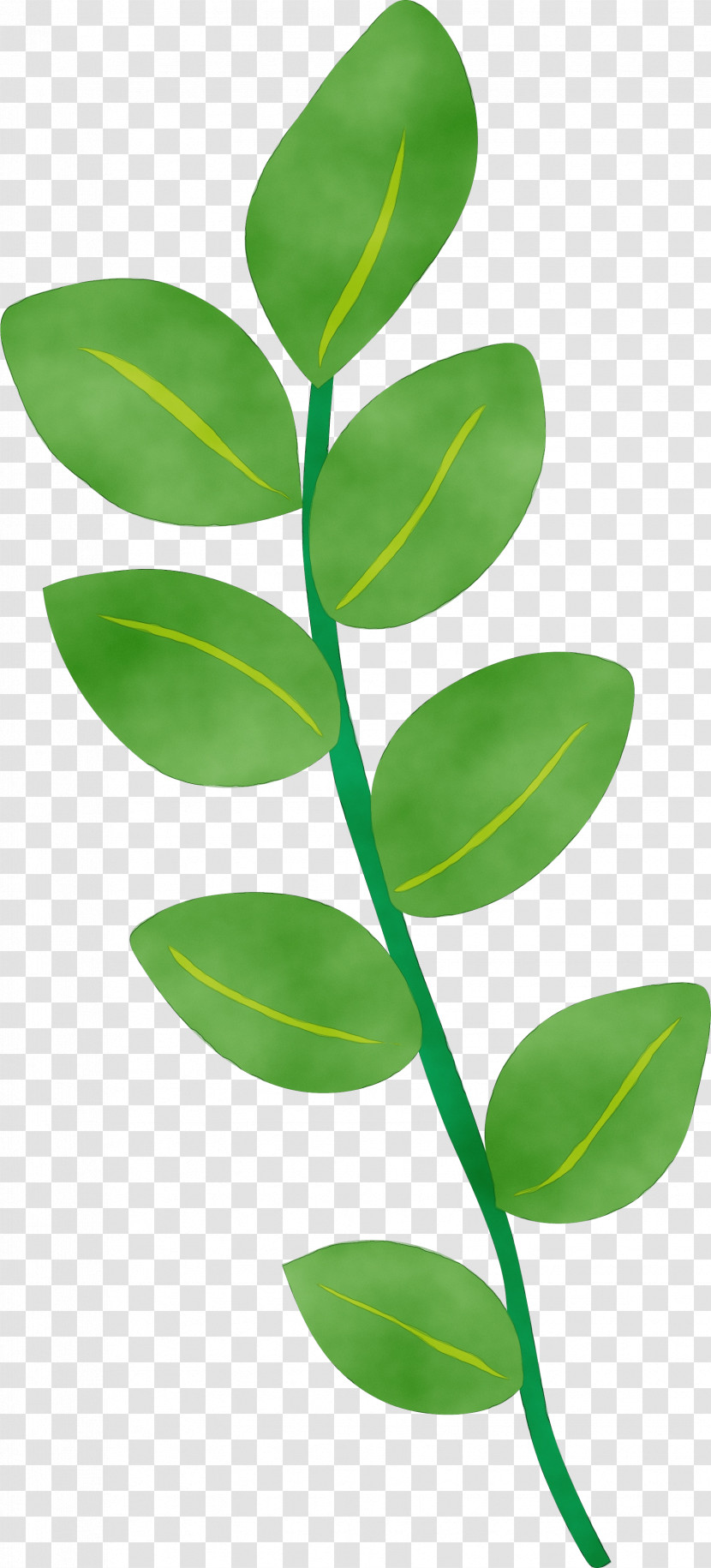 Leaf Plant Stem Hong Kong Food Drive Teacher Transparent PNG