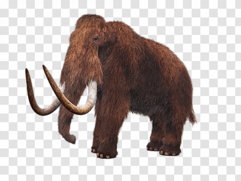 Woolly Mammoth De-extinction Lyuba Tusk Steppe - Columbian - Use For Back Ground Transparent PNG