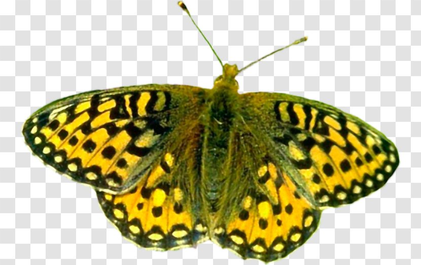 Butterfly Photography Getty Images Silver-washed Fritillary - Moth Transparent PNG