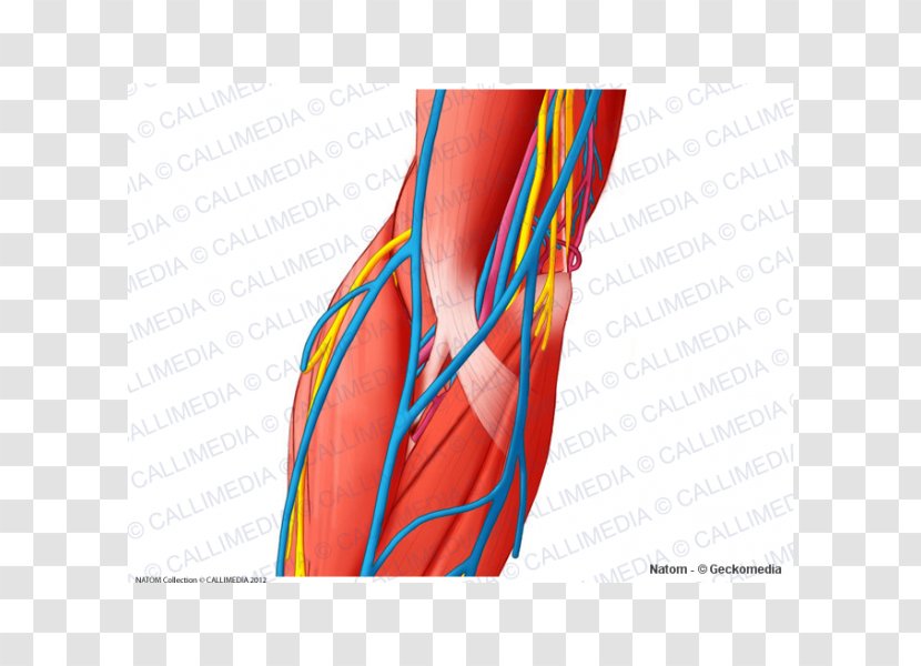 Thumb Nerve Blood Vessel Elbow Muscle - Cartoon - Arm Transparent PNG