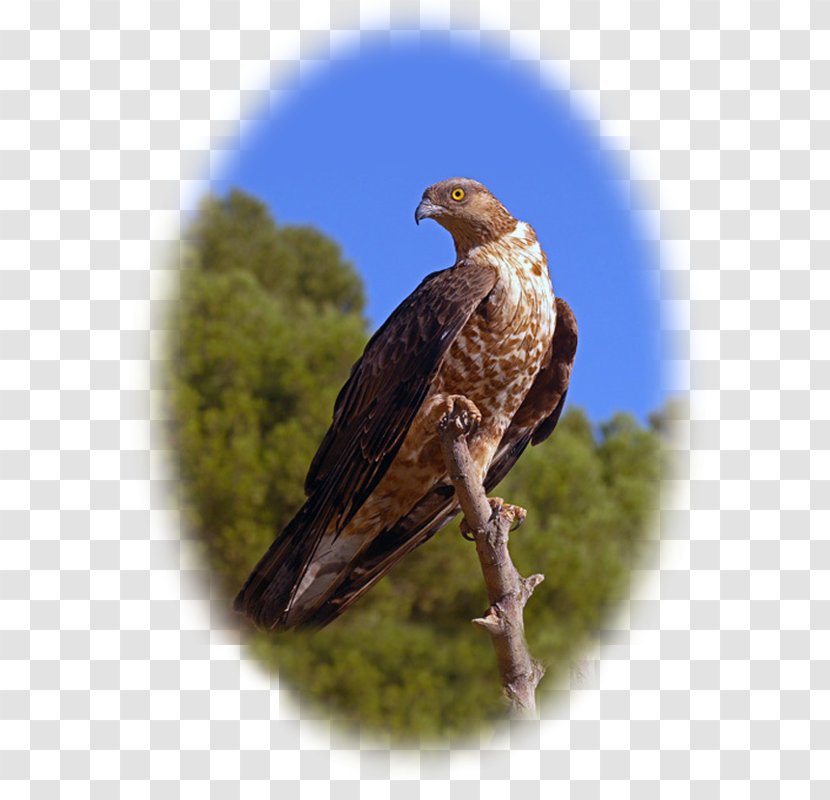 Eagle Aspromonte National Park European Honey Buzzard Crested - Accipitridae Transparent PNG