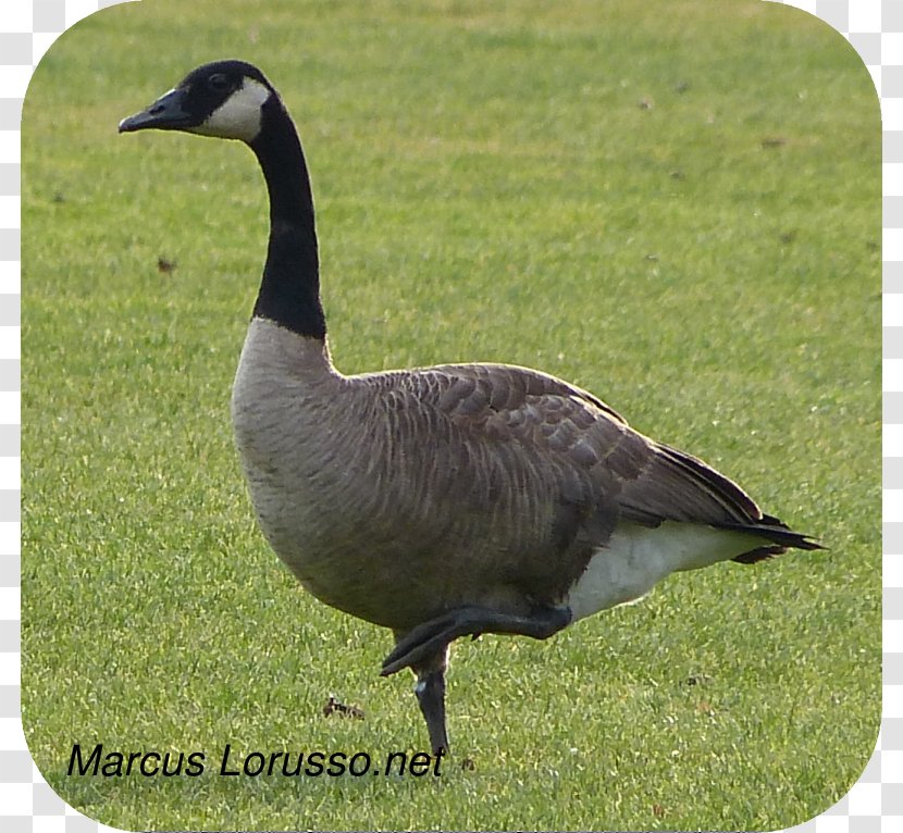 Goose Duck Fauna Ecosystem Fowl Transparent PNG