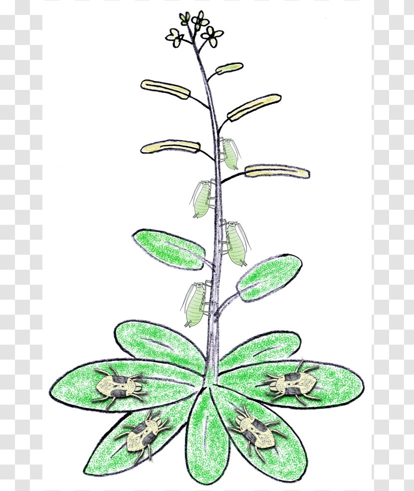 Abiotic Stress Plant Biotic Component Herbivore - Images Of Herbivores Transparent PNG