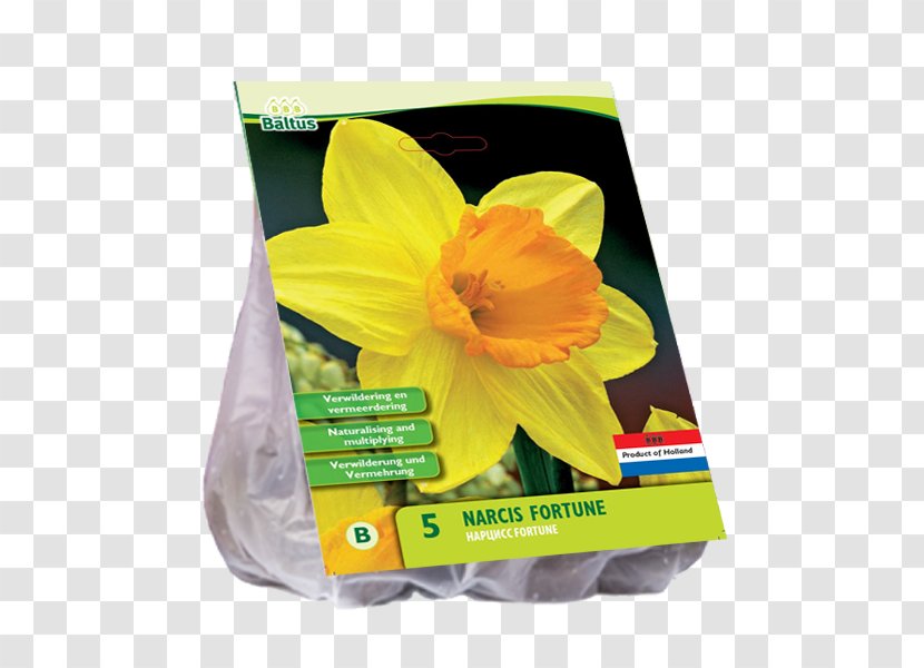 Hyacinth Bolgewas Tulip Yellow Bulb - Flower - Petal Transparent PNG