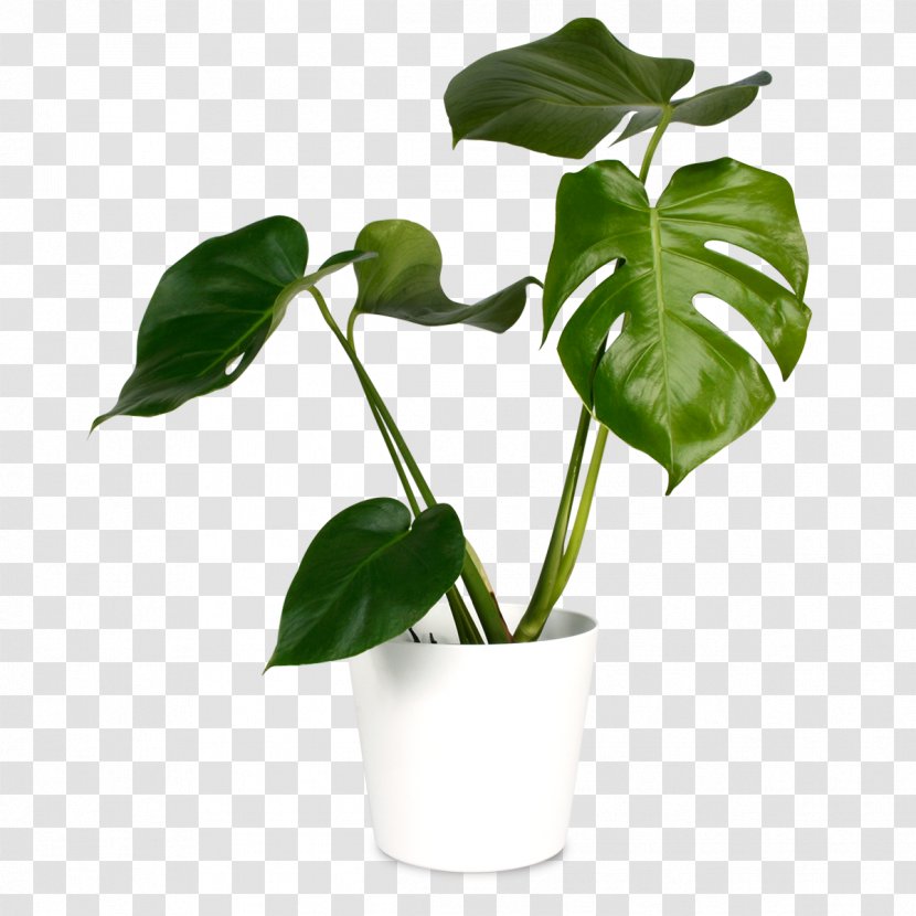 Flower Flowerpot Plant Houseplant Leaf - Arum - Family Transparent PNG