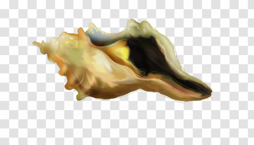 Conch Seashell Jaw - Organism Transparent PNG