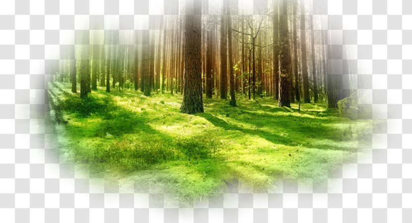 Desktop Wallpaper Forest Fall High-definition Television 1080p - Ultrahighdefinition Transparent PNG