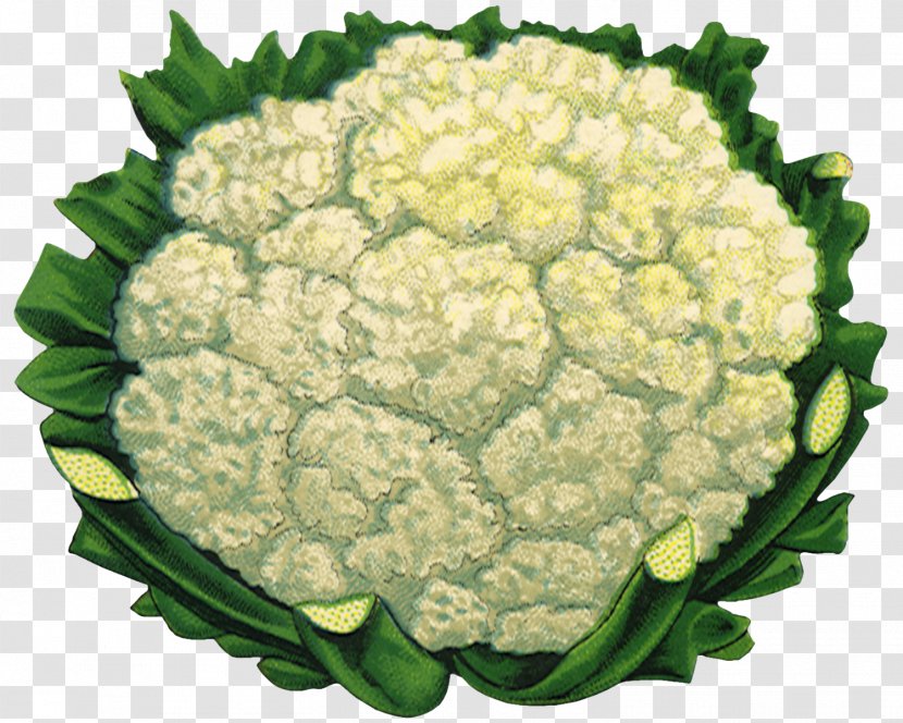 Cauliflower Paper Seed Vegetable Zazzle - Cut Flowers Transparent PNG