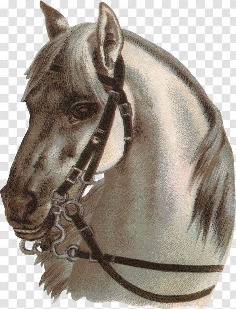 Horse Photography Drawing Clip Art - Galloping Transparent PNG