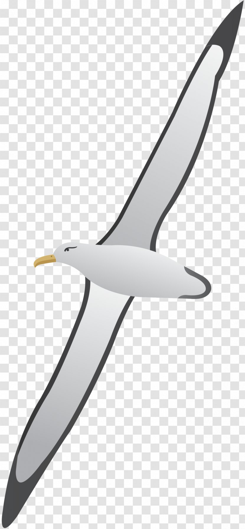 Beak Clip Art Product Design Line - Gull Transparent PNG