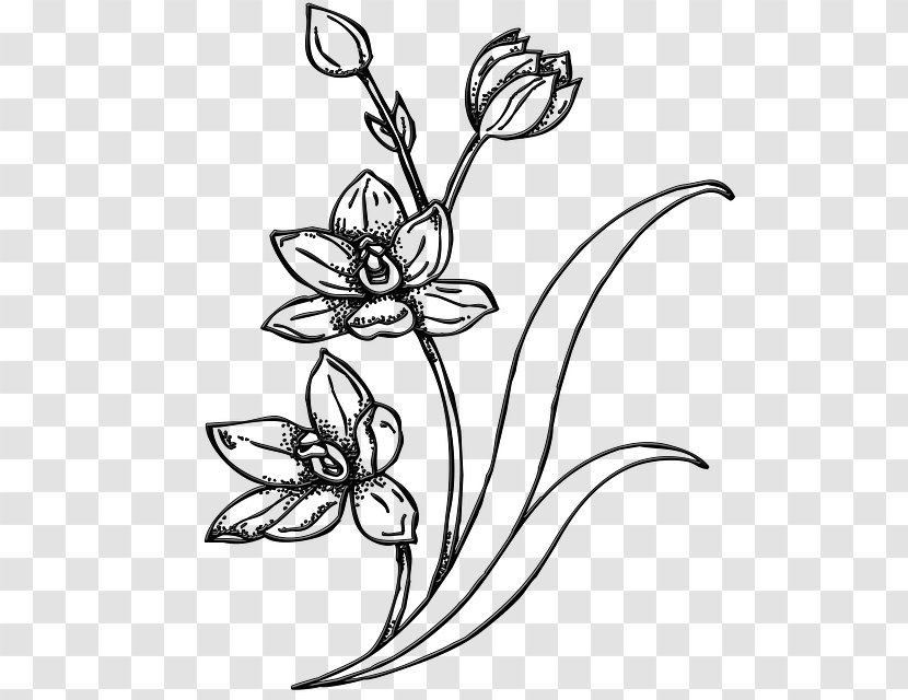 Illustration Image Line Art Drawing Clip - Floral Design - Nature Garden Transparent PNG