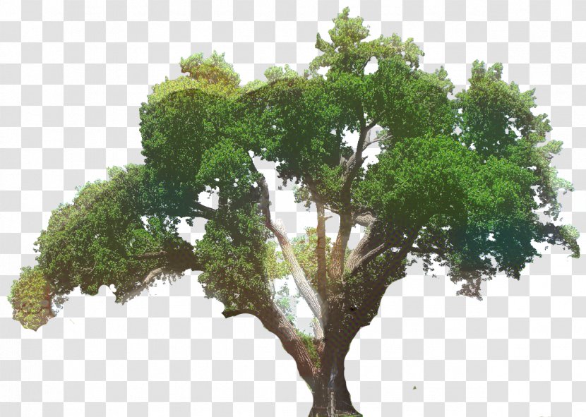 Clip Art Southern Live Oak Tree Transparency - Branch - Sageretia Theezans Transparent PNG