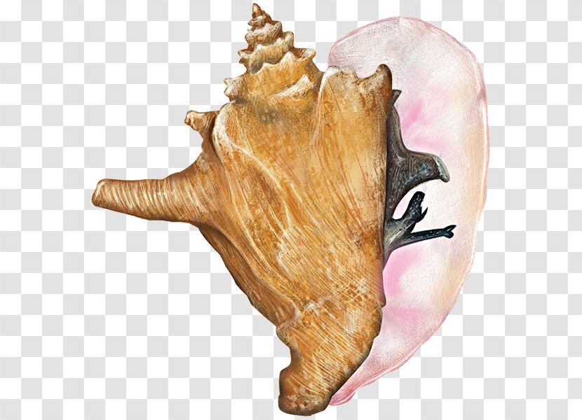 Mussel Seashell Conch Gastropods Lobatus Gigas - Snail Transparent PNG