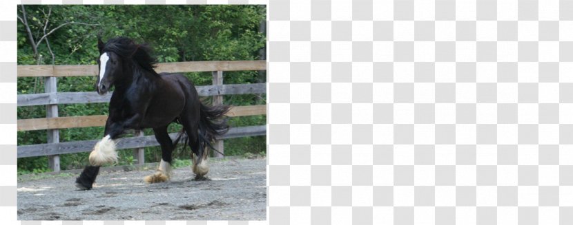 Stallion Mustang Mare Pack Animal Freikörperkultur - Mane - Gypsy Horse Transparent PNG