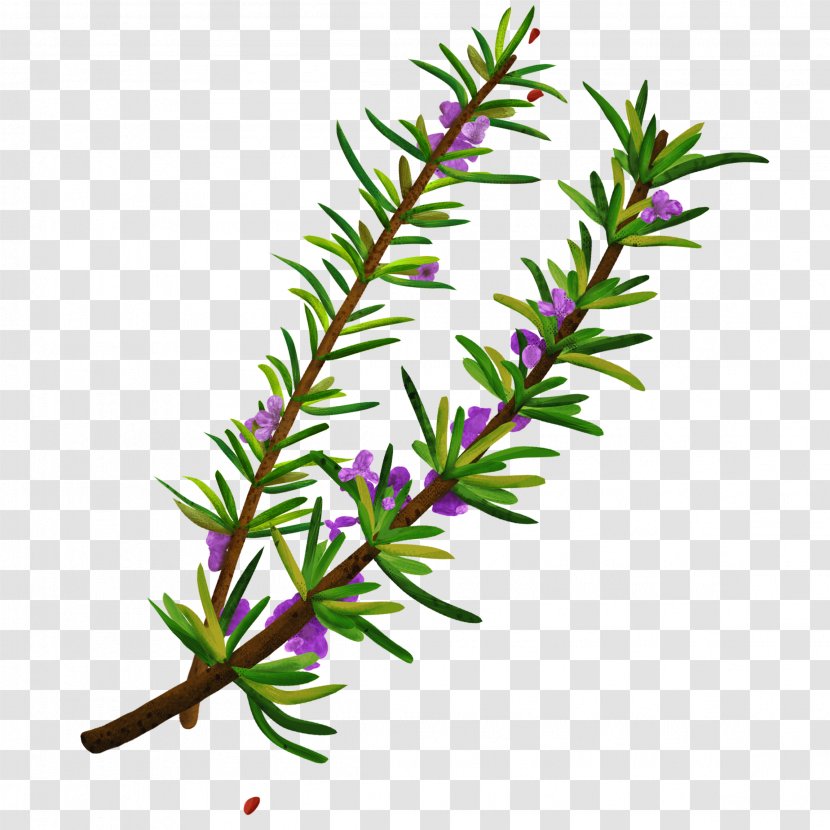 Twig Plant Stem Herbalism Rosemary - Sambucus Nigra Transparent PNG