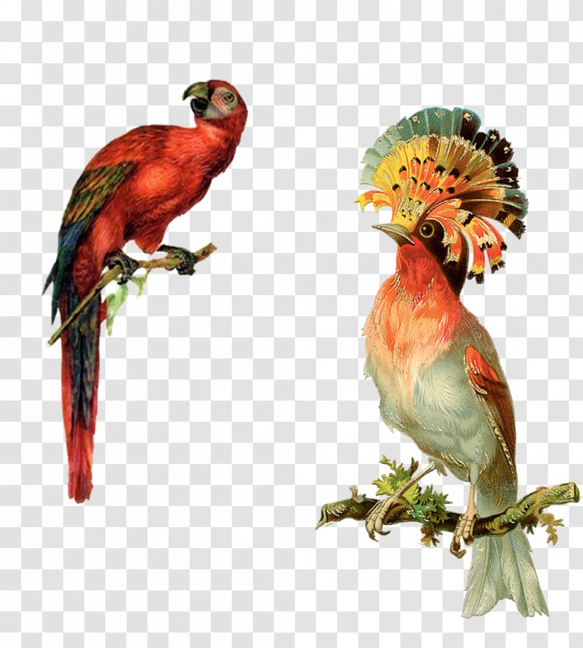 Bird Parrot Victorian Era Illustration - Greeting Card - Illustration,Two Parrots Transparent PNG