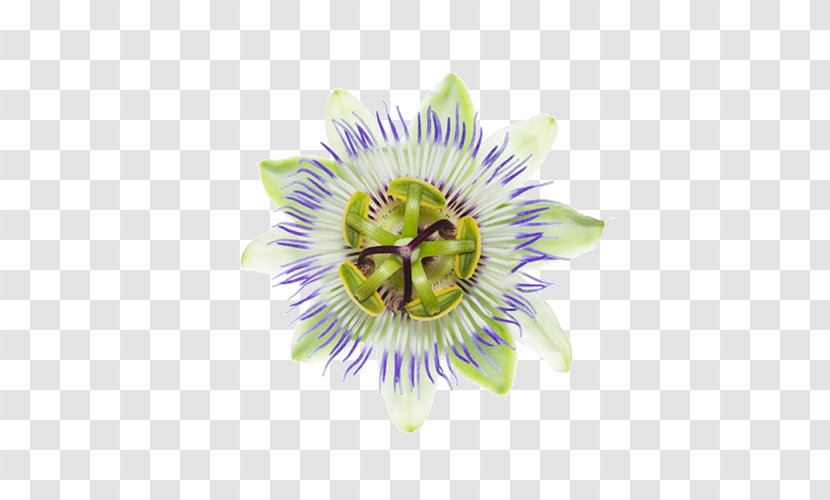 Purple Passionflower Giant Granadilla Passion Fruit - Chrysin - Flower Transparent PNG