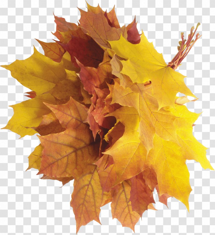 Autumn Leaf Color - Maple - Leaves Transparent PNG
