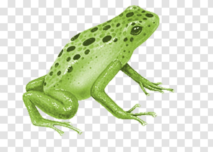 True Frog Blue Poison Dart Ranas/Frogs Transparent PNG