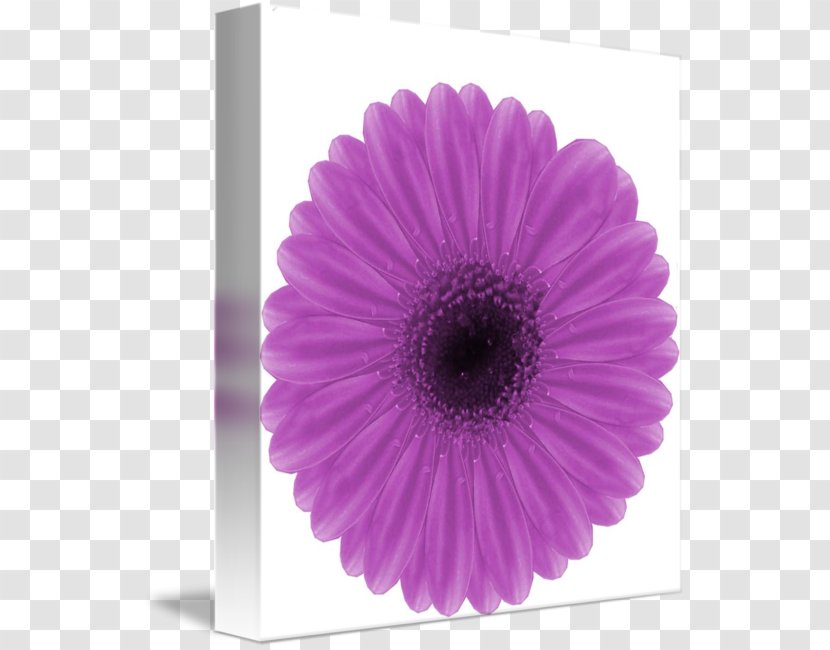 Transvaal Daisy Cut Flowers Petal Pink M - Gerbera Transparent PNG