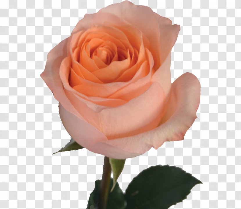Garden Roses Centifolia Floribunda Rosa Chinensis Pink - Orange Transparent PNG