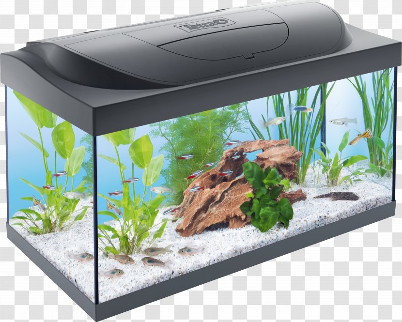 Tetra Starter Line LED 54L Aquarium Filters Fishkeeping - Ornamental Fish - Decoration Transparent PNG