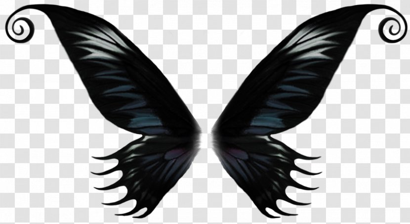 Photography Desktop Wallpaper Butterfly - Feather - Invertebrate Transparent PNG