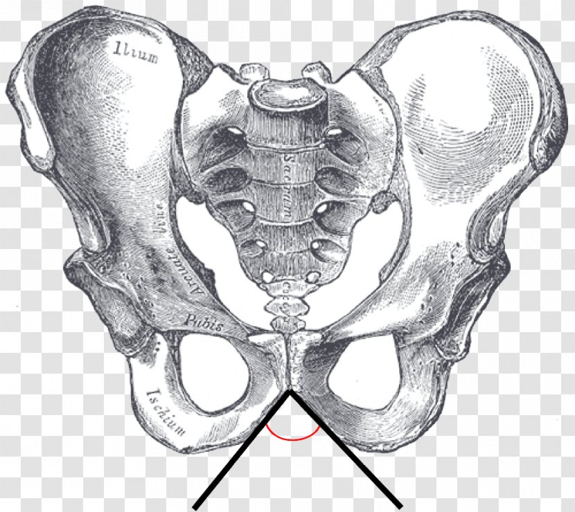 Hip Bone Pelvis Ilium Pubis - Cartoon - Superior Transparent PNG