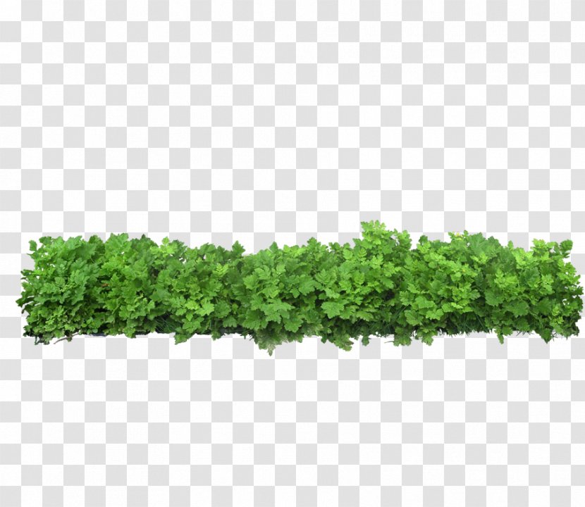 Icon - Rectangle - Green Grass Transparent PNG