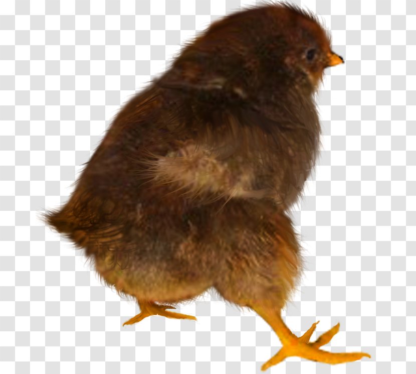 Chicken Desktop Wallpaper Animal - Bird Transparent PNG